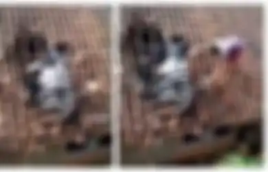Niat Hati Ngabuburit, 2 Bocah Ini Malah Nyungsep ke Atap Rumah Warga, Videonya Langsung Viral di Media Sosial