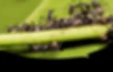 Banyak Semut Hitam di Rumah Pertanda Apa? Simbol Keberuntungan?