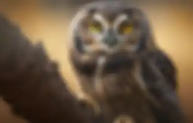 Burung Hantu Masuk Rumah Pertanda Apa? Benarkah Terkait Kematian?
