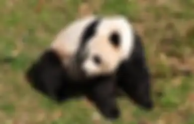 Quotes Tentang National Panda Day, Pentingnya Menjaga Kelestarian si Hewan yang Diincar Bulunya