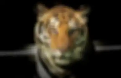 Bawa Kabur Anjing Penjaga, Detik-detik Harimau Masuk ke Rumah Warga Ini Viral