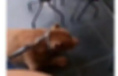 Terganggu dengan Suara Anjing Tetangga, Pemilik Rumah Ini Balas dengan Pasang Speaker Bersuara Gonggongan Anijng