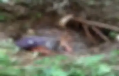 Viral Bayi Dibuang ke Sumur Terbengkalai di Lubuklinggau, Pelaku Diduga Ibu Kandung Sendiri, Ini Motifnya
