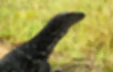 Biawak Masuk Rumah Pertanda Apa? Bakal Ketiban Rezeki Nomplok?