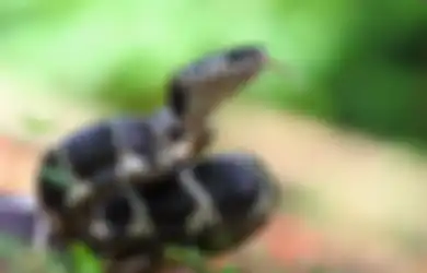 Mimpi Digigit Ular di Kaki Kanan Menurut Primbon, Keluarga Bermasalah?