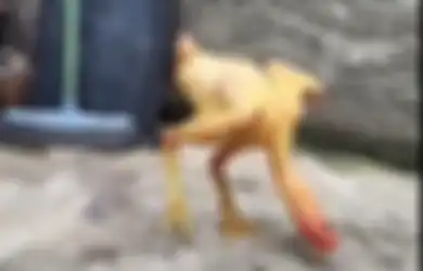 Viral Penampakan Ayam Gundul yang Masih Hidup Meski Tanpa Bulu, Dokter Hewan Ungkap Penyebabnya