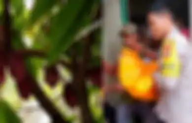 Mayatnya Menggantung di Pohon Cokelat Gegerkan Warga, Remaja Wanita di Pasangkayu Ternyata Tewas Dibunuh Pacar Sendiri