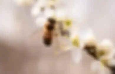 Bukan Lebah, Ini loh Arti Kata 'My Bee' yang Lagi Viral di TikTok