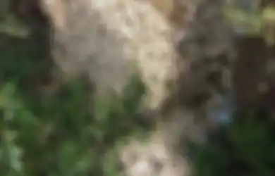 VIRAL Ribuan Bangkai Ayam Mengapung di Sungai Musi Rawas, Ternyata Ini Biang Keroknya