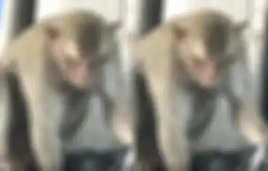 Viral Monyet Meresahkan Doyan Curi Pakaian Dalam, Warga Gelar Sayembara Beri Imbalan Menarik Bagi yang Bisa Menangkap