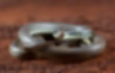 Ular Kawat Masuk Rumah Menurut Primbon Jawa, Benarkah Pertanda Petaka?