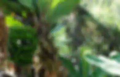 Curiga Buat Pancingan Tumbal, Pria Ini Viral Usai Temukan Uang Jutaan Rupiah yang Terbungkus Daun Pisang