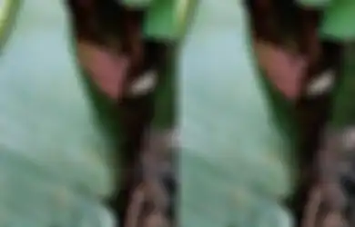 Viral Pria Ngaku Temukan Uang Rp 5,4 Juta Tertutup Daun Pisang, Bukan Senang Tapi Justru Curiga Dijadikan Pancingan Tumbal