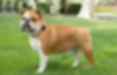 5 Ras Anjing Ini Ternyata Paling Sulit Dipelihara. Apa Alasannya?