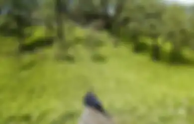 Jin Khodam Penunggu Gunung Lawu, Ternyata Jelmaan Raja Majapahit!