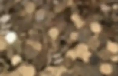 Viral di TikTok, Pedagang Martabak Ini Beli Rumah Usai 3 Tahun Nabung Uang Koin dalam Galon, Hasilnya Capai Puluhan Juta Rupiah