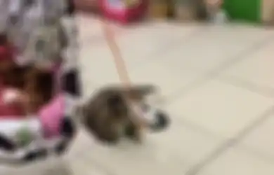 Bak Babysitter Profesional, Aksi Kucing Mengasuh Bayi Manusia Ini Viral di TikTok