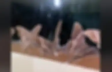 Viral di TikTok, Ribuan Kupu-kupu Raksasa Mendadak Penuhi Kantor Polres Mentawai