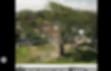 Demi Bangun Beach Club di Bali, Pohon Raksasa Berusia Ratusan Tahun Ini Harus Ditebang, Videonya Auto Viral