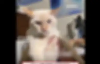 Bukannya 'Meong', Kucing Ini Viral Usai Keluarkan Suara Gonggongan Mirip Suara Anjing