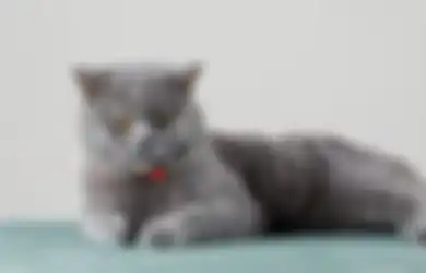 Kumpulan Quotes Tentang Kucing, Anabul Kecintaan Sejuta Umat