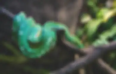 Arti Mimpi Digigit Ular Bagi Orang yang Belum Menikah Menurut Primbon Jawa Jadi Tanda Mendapat Jodoh ?