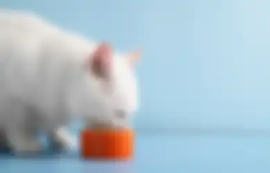3 Hal yang Harus Diperhatikan Saat Kasih Makan Snack ke Kucing