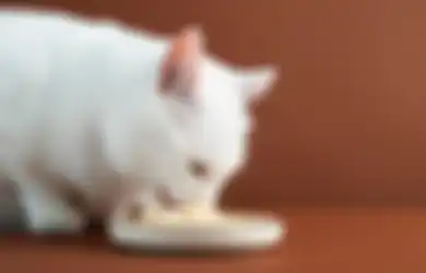 Manfaat Makanan Basah yang Ternyata Dibutuhkan Juga oleh Kucing