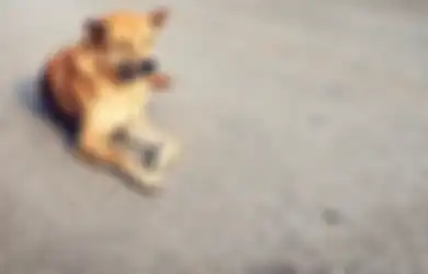 3 Cara Memberikan Kasih Sayang ke Anjing Liar Tanpa Harus Adopsi