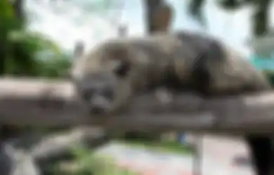 Kenalan dengan Binturong, Si Pemanjat Ulung dengan Aroma Popcorn
