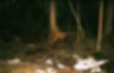 8 Foto Menyeramkan Hutan Tempat Orang bunuh diri di Jepang, Aokigahara