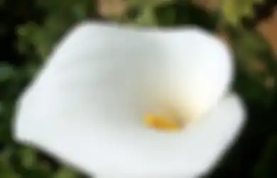 5 Rahasia Seputar Vagina yang Wajib Kita Tahu