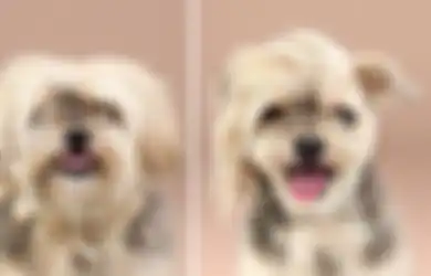 Lucu Banget! 15 Penampilan Anjing Sebelum dan Setelah Potong Rambut Ini Dijamin Bikin Gemas