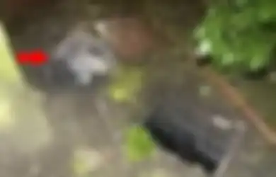 Disangka Uang, Benda Hitam yang Ditemukan Dua Petugas Kebersihan Ini Tiba-tiba Bergerak, Isinya Bikin Syok! 