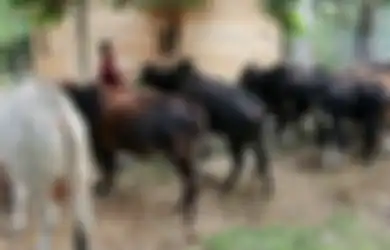 Viral Orang Minum Darah Sapi Kurban: Agar Gemuk dan Terlihat Seksi, Para Pria di Suka Terpencil Ini Justru Jadikan Darah Sapi Sebagai Minuman Sehari-hari