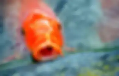 Mudah, Ini 8 Cara Membuat Kolam Ikan Sendiri!