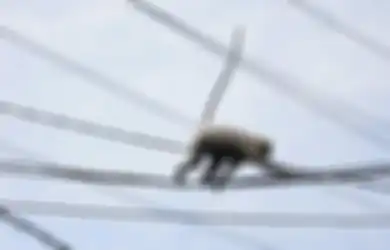 Aliran Listrik Seluruh Kenya Padam Gara-gara Seekor Monyet