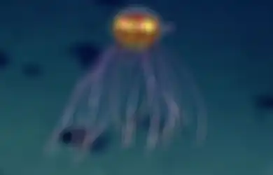 Spesies Baru Ubur-ubur Aneh Seperti UFO Tertangkap Kamera di Kedalaman 3.600 Meter di Bawah Laut