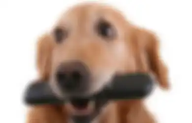 Apa yang Sebenarnya Dilihat oleh Anjing Ketika Mereka Menonton Televisi?