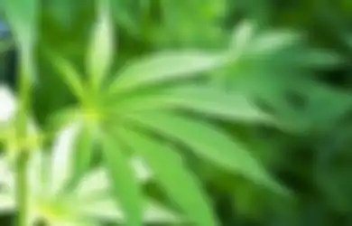 Ternyata, Ganja Berisi 'DNA Makhluk Asing' Dari Luar Tata Surya Kita!