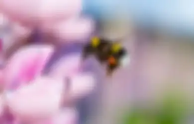 Virus Tanaman Canggih Ini Membuat Bunga Memiliki Bau yang Harum agar Lebah Datang