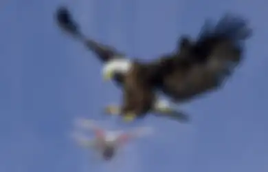 Kepolisian Belanda Tangkap Drone Asing dengan Elang