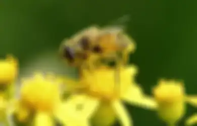 Bee Pollen untuk Imunitas Tubuh