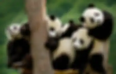 7 Fakta Menarik Tentang Panda yang Baru Saja Berstatus Tidak (Lagi) Terancam Punah