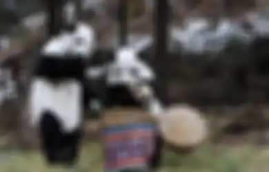 Setelah 50 Tahun Berjuang, Panda Resmi Tak Lagi Jadi Hewan yang Terancam Punah
