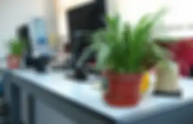 Wahai Para Bos, Tanaman Hijau di Kantor Meningkatkan Produktivitas Karyawan