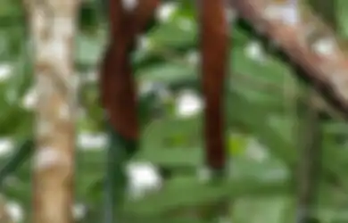 Monyet Titi Milton, Kerabat Dekat Baru Manusia yang Ditemukan di Pedalaman Hutan Amazon