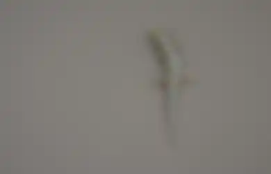 Kisah Cicak yang Penuh Kesabaran