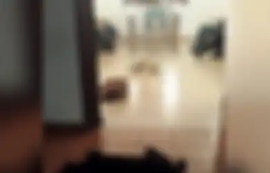 Sekelompok Anjing Liar Menjaga Rumah Duka Pecinta Binatang