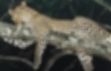 Macan Tutul di Puncak Pohon